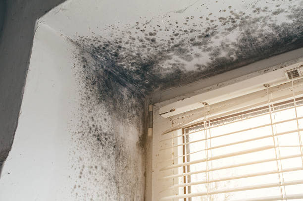 Affordable Mold Removal solutions in Stirling, NJ